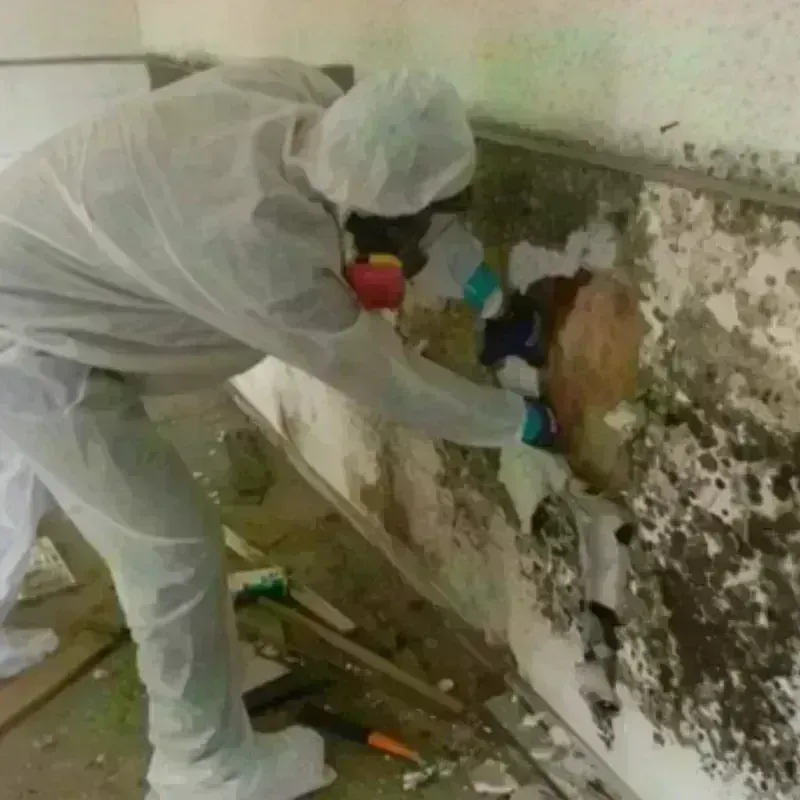 Mold Remediation and Removal in Woodlawn, VA